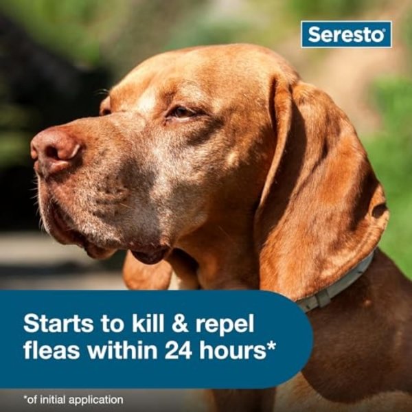 Seresto Large Dog Vet-Recommended Flea & Tick Treatment & Prevention Collar for Dogs Over 18 lbs. | 8 Months Protection - Image 6
